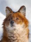 Finland, Ranua Wildlife Park. Dhole, Asian wild dog during winter. Art Print